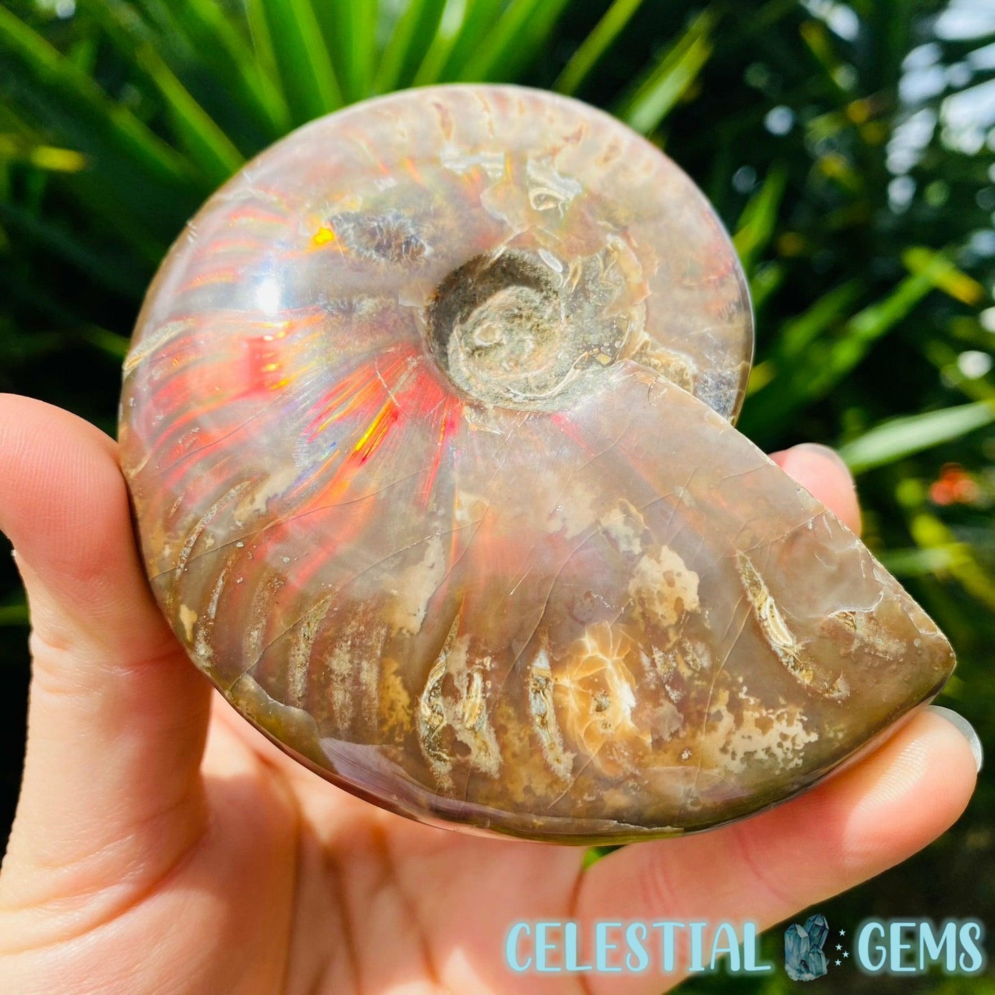 Polished Ammonite Fossil Medium Specimen (Amazing Flash!) Video C