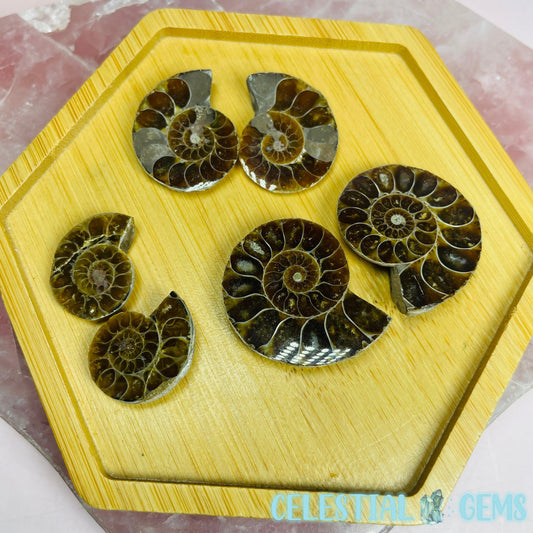 Ammonite Fossil Shell Pair (3 Sizes)