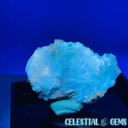 Gypsum + UV Phosphorescent Aragonite Small Specimen in Box (Video)