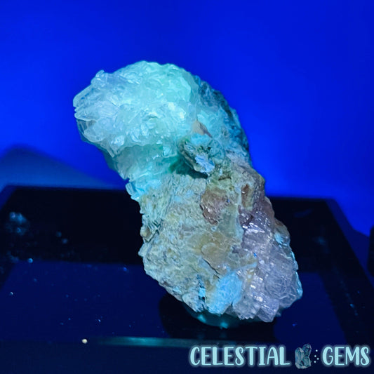 Gypsum + UV Phosphorescent Aragonite Small Specimen in Box (Video)