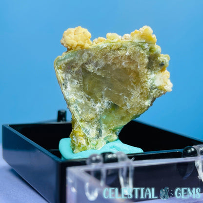 Gypsum + UV Phosphorescent Aragonite Mini Specimen in Box (Video)