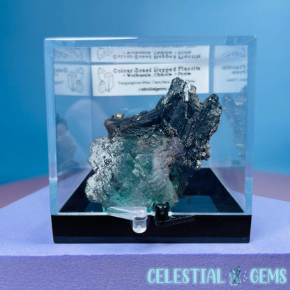 Yaogangxian Stepped Fluorite + Wolframite, Chlorite + Pyrite Specimen in Box