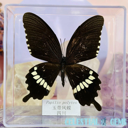'Papilio Polytes' Butterfly Specimen in Frame