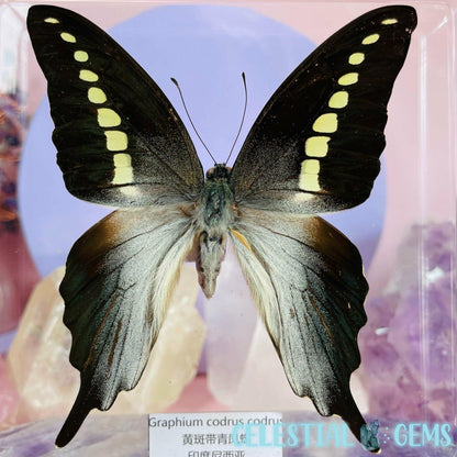 'Graphium Codrus' Large Butterfly Specimen in Frame