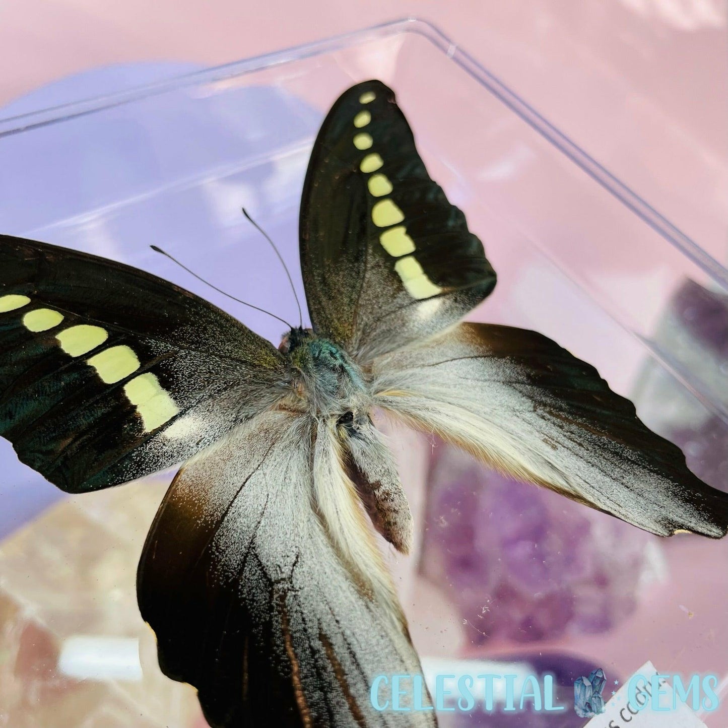 'Graphium Codrus' Large Butterfly Specimen in Frame