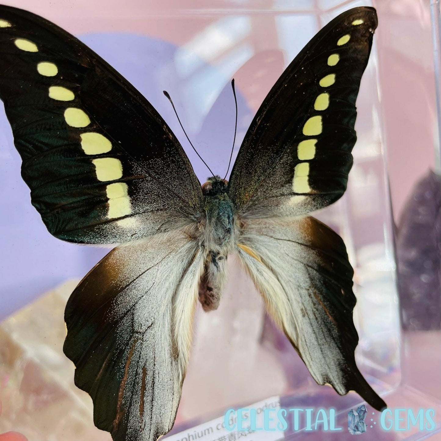 'Graphium Codrus' Large Butterfly Specimen in Frame