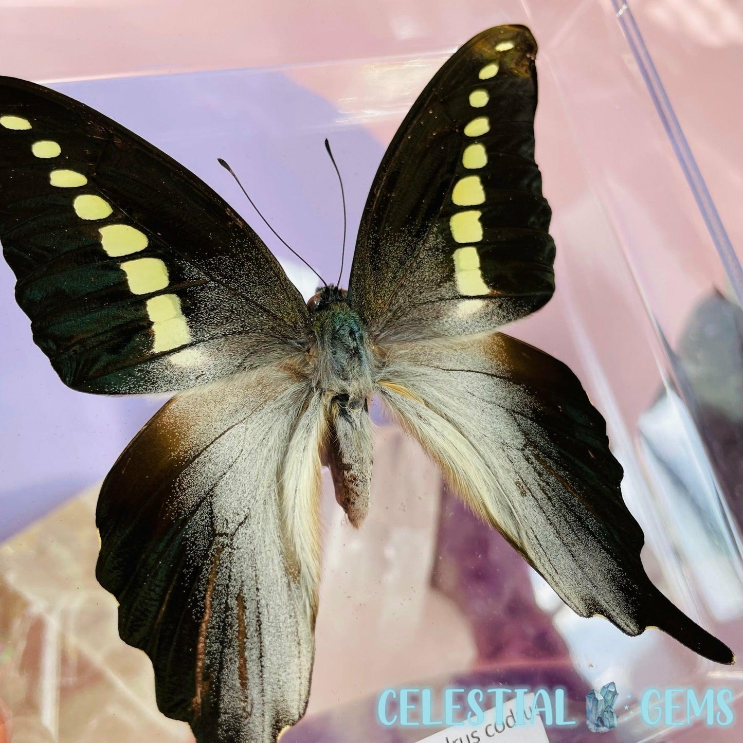 'Graphium Codrus' Large Butterfly Specimen in Frame