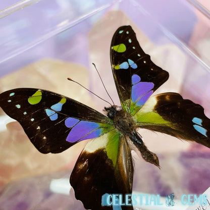 'Graphium Weiskei' Butterfly Specimen in Frame
