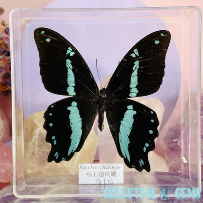 'Papilio Charopus' Large Butterfly Specimen in Frame
