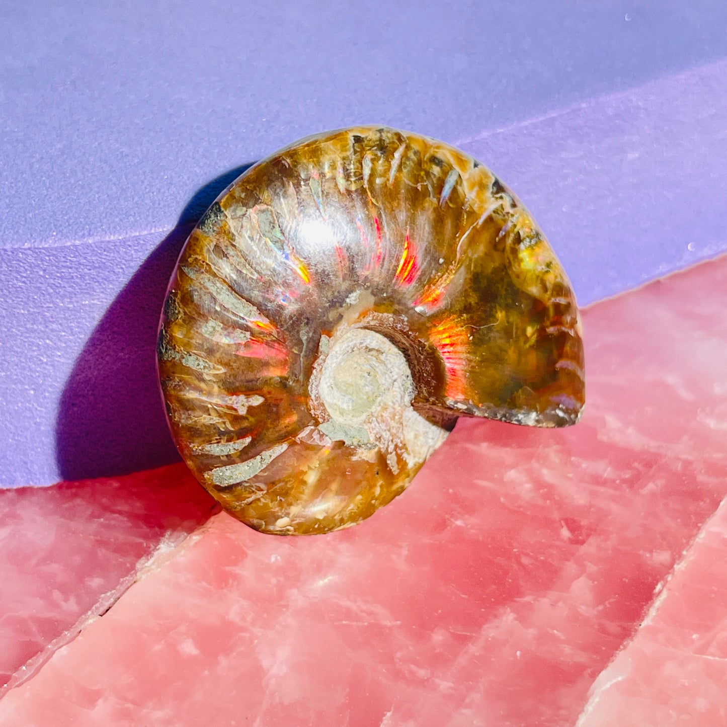 Flashy Ammonite Fossil Shell Small Specimen (Video)