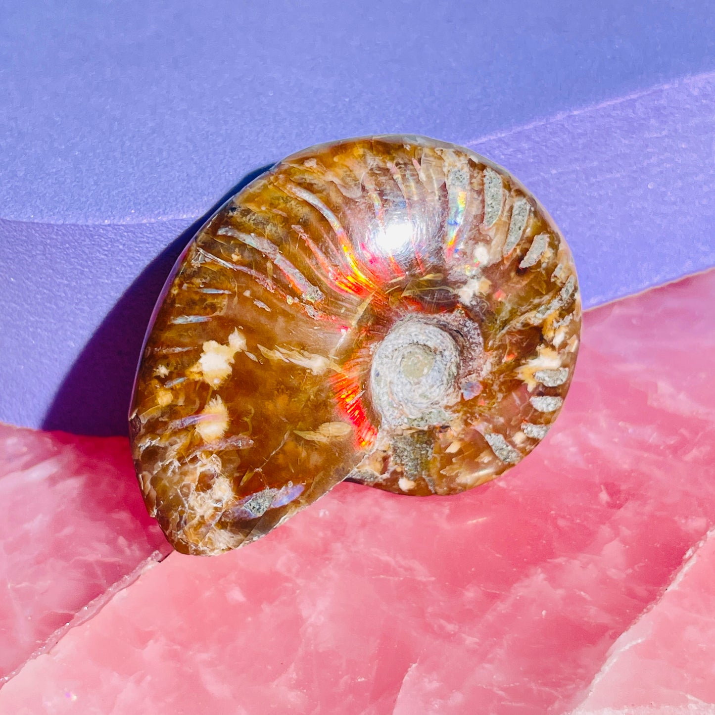 Flashy Ammonite Fossil Shell Small Specimen (Video)