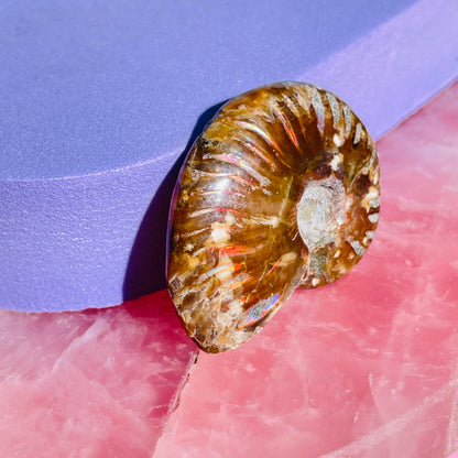 Flashy Ammonite Fossil Shell Small Specimen (Video)