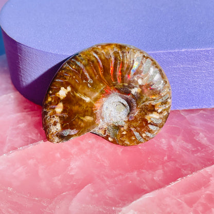 Flashy Ammonite Fossil Shell Small Specimen (Video)