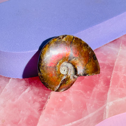 Flashy Ammonite Fossil Shell Small Specimen (Video)