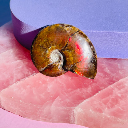 Flashy Ammonite Fossil Shell Small Specimen (Video)