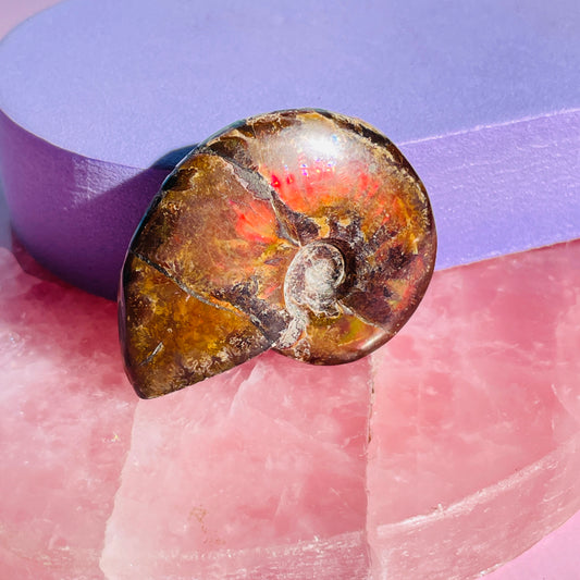 Flashy Ammonite Fossil Shell Small Specimen (Video)
