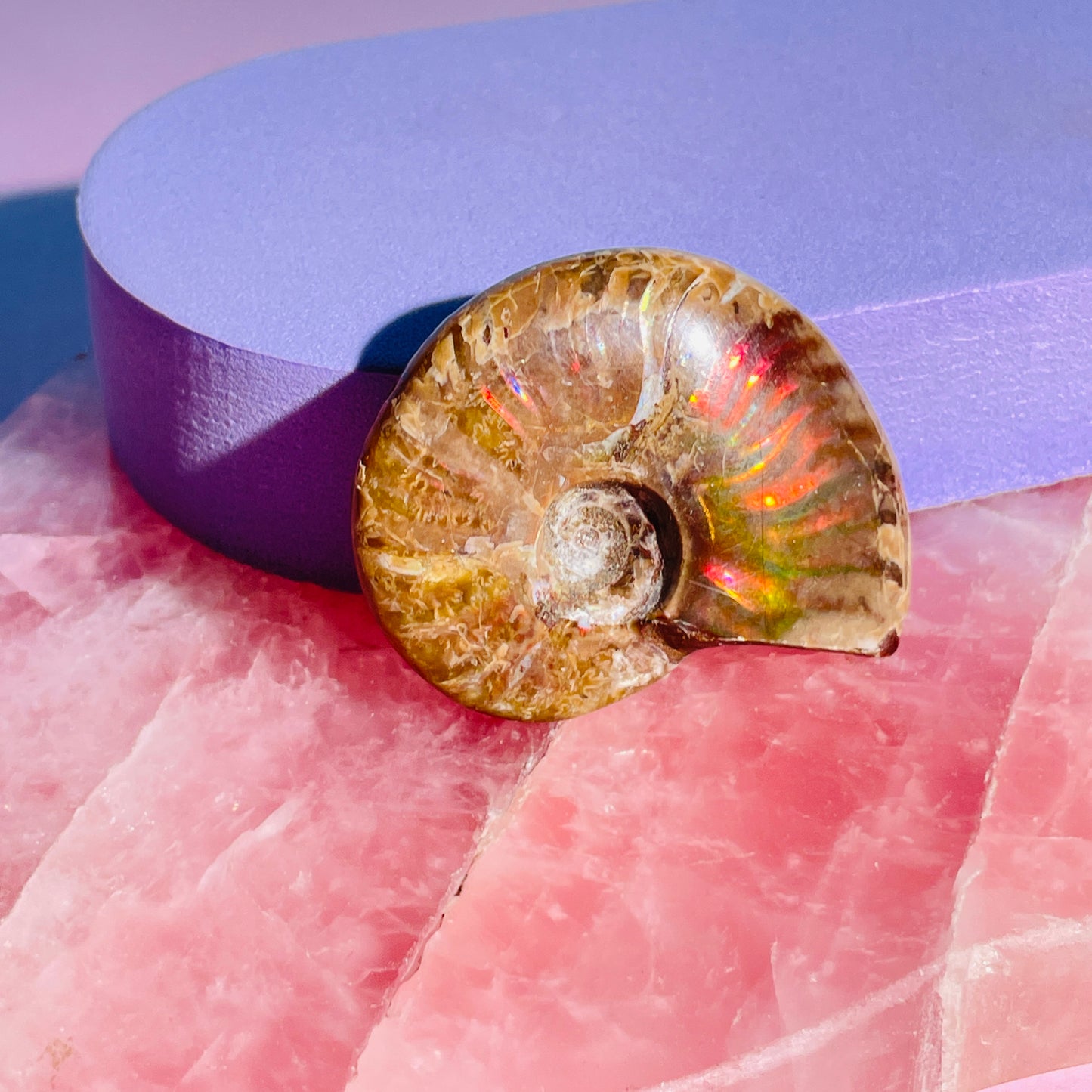 Flashy Ammonite Fossil Shell Small Specimen (Video)