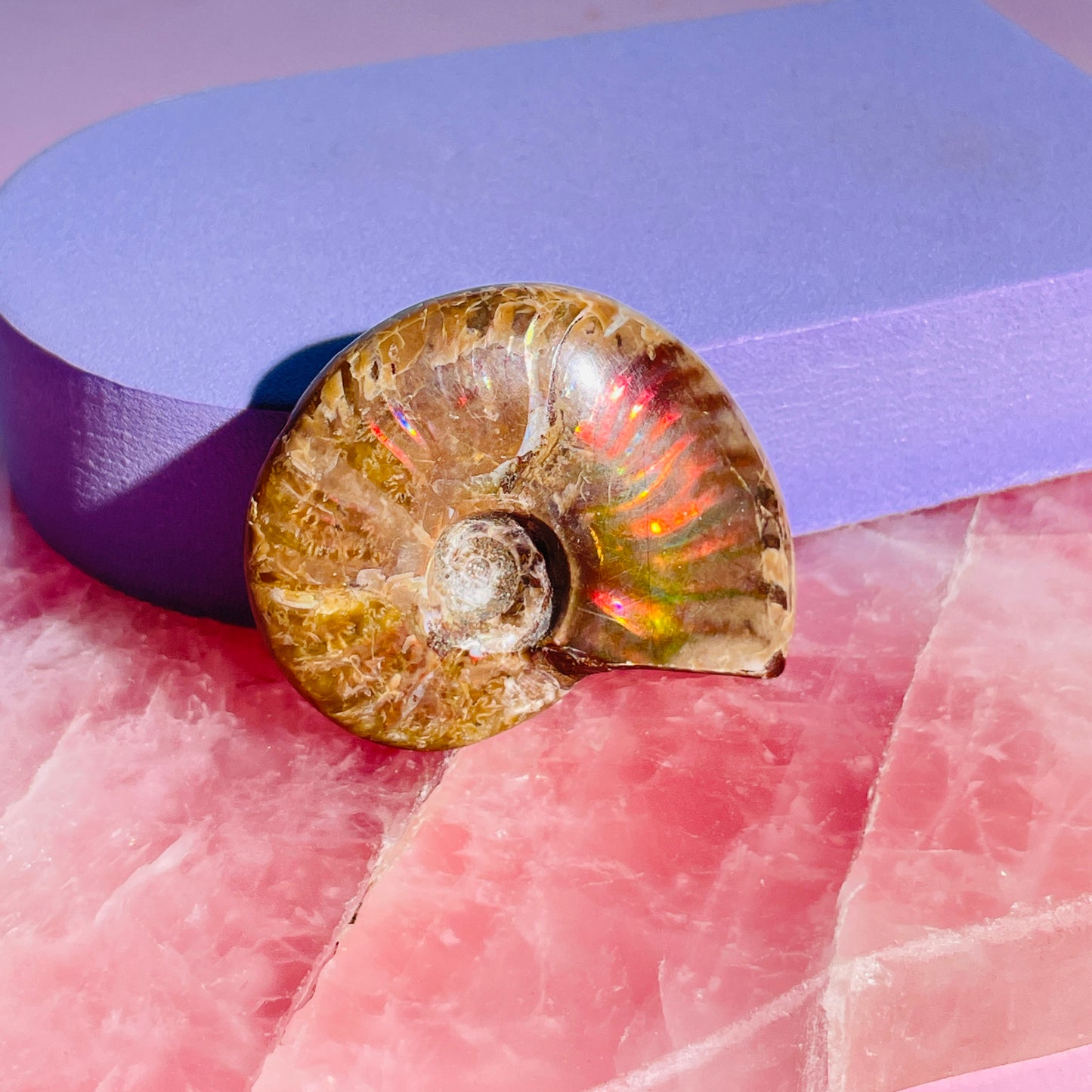 Flashy Ammonite Fossil Shell Small Specimen (Video)