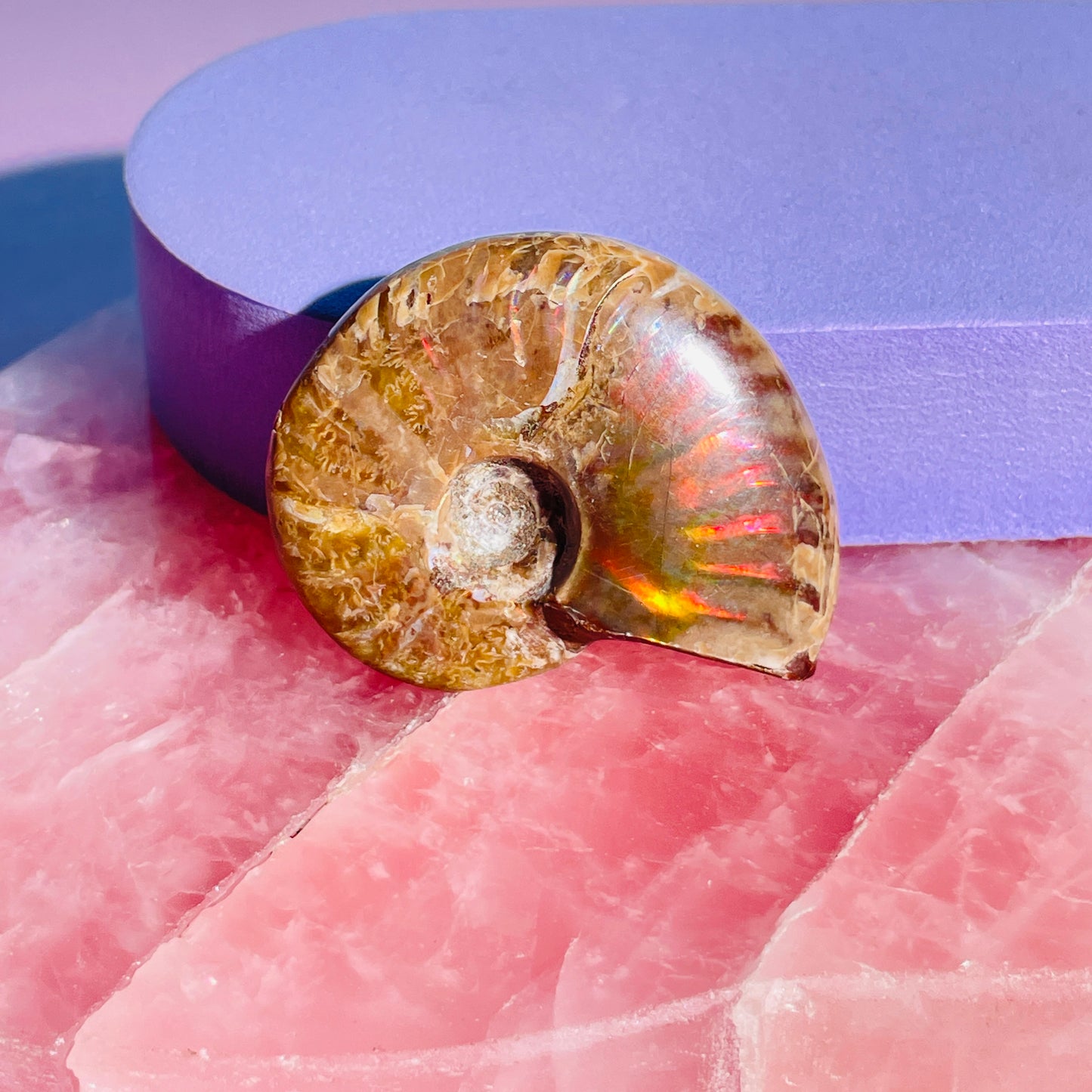 Flashy Ammonite Fossil Shell Small Specimen (Video)