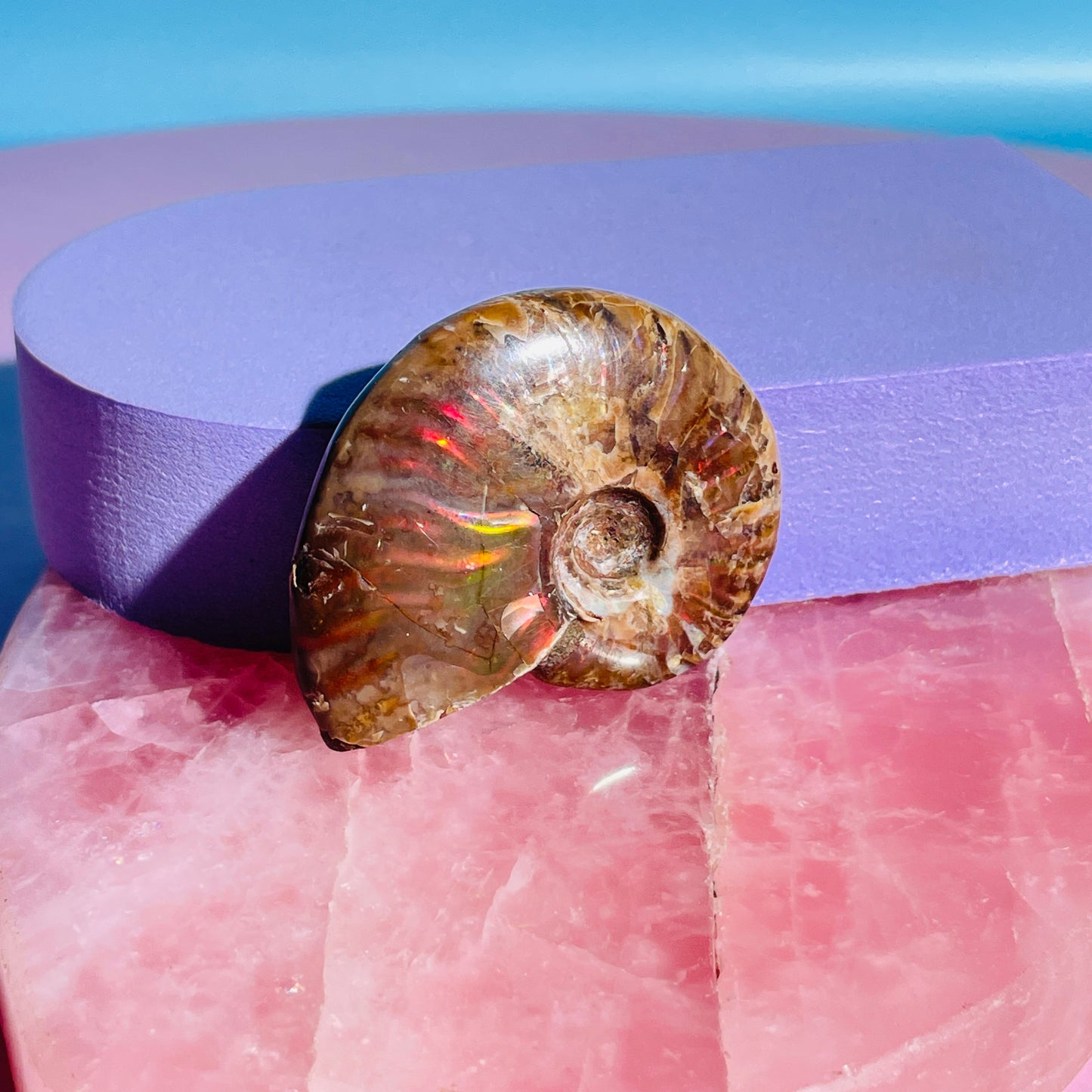 Flashy Ammonite Fossil Shell Small Specimen (Video)