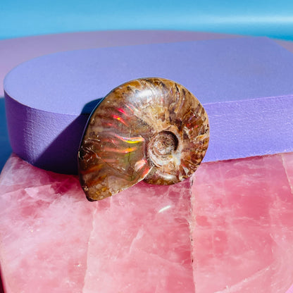 Flashy Ammonite Fossil Shell Small Specimen (Video)