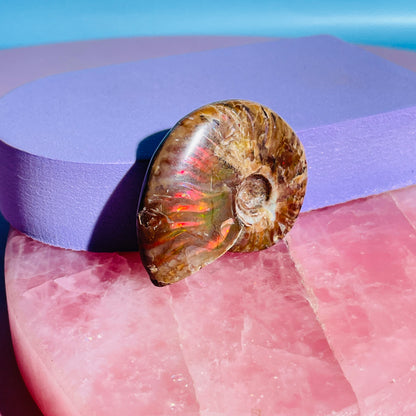 Flashy Ammonite Fossil Shell Small Specimen (Video)