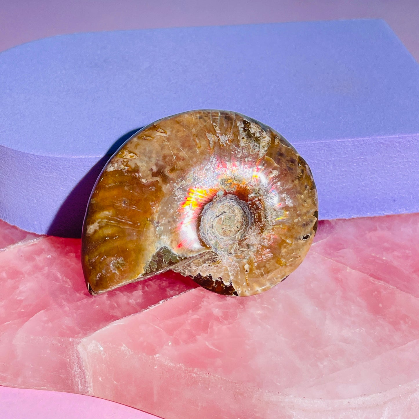 Flashy Ammonite Fossil Shell Small Specimen (Video)