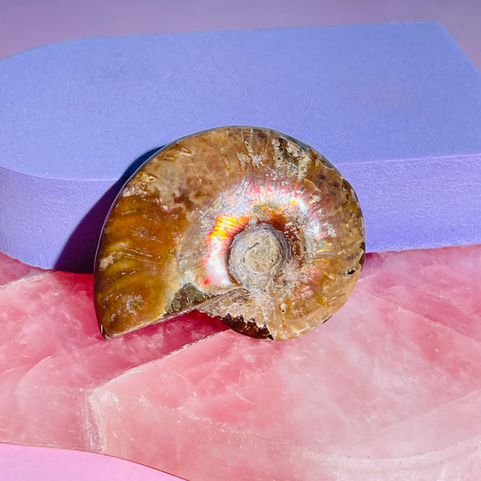 Flashy Ammonite Fossil Shell Small Specimen (Video)