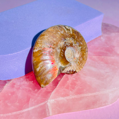 Flashy Ammonite Fossil Shell Small Specimen (Video)