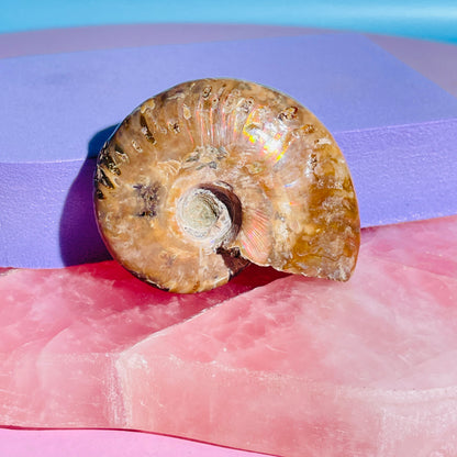 Flashy Ammonite Fossil Shell Small Specimen (Video)