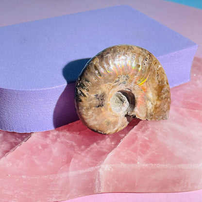 Flashy Ammonite Fossil Shell Small Specimen (Video)