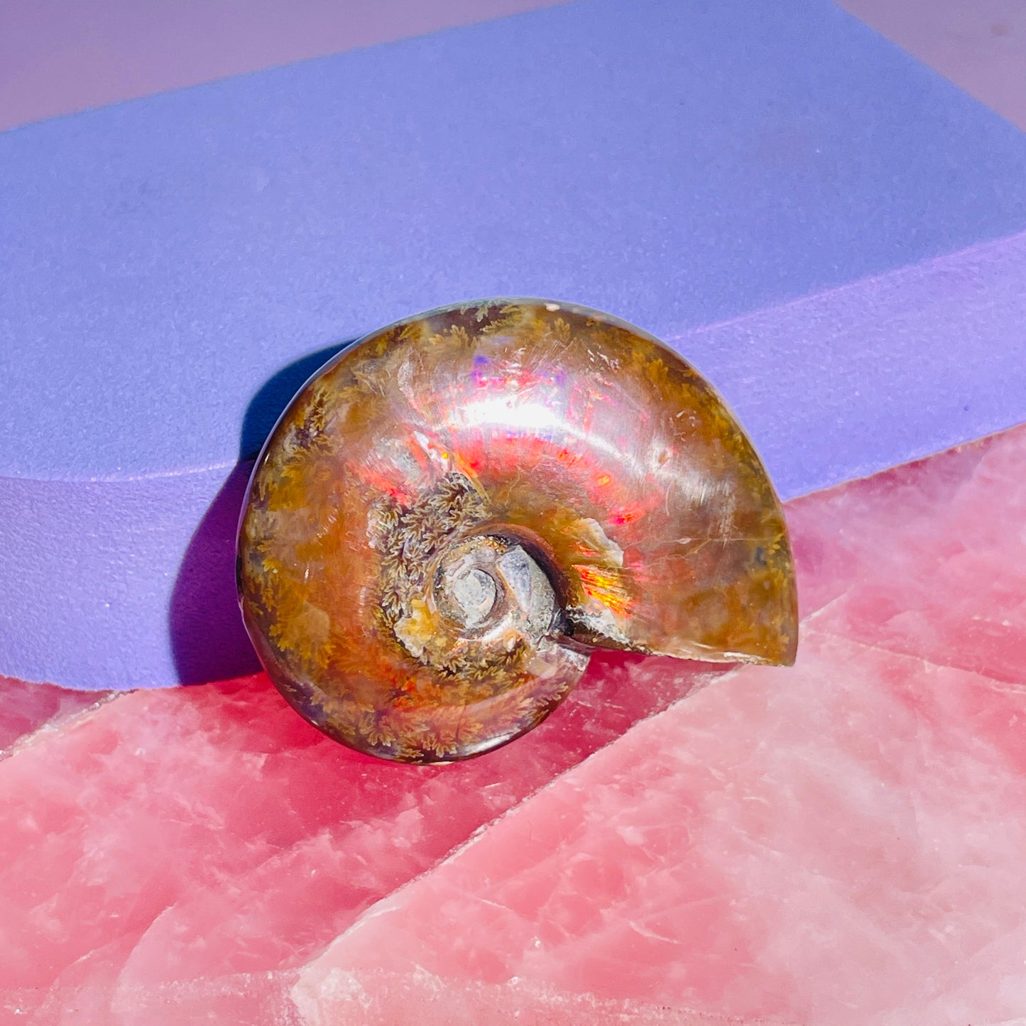 Flashy Ammonite Fossil Shell Small Specimen (Video)