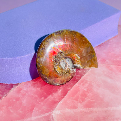 Flashy Ammonite Fossil Shell Small Specimen (Video)