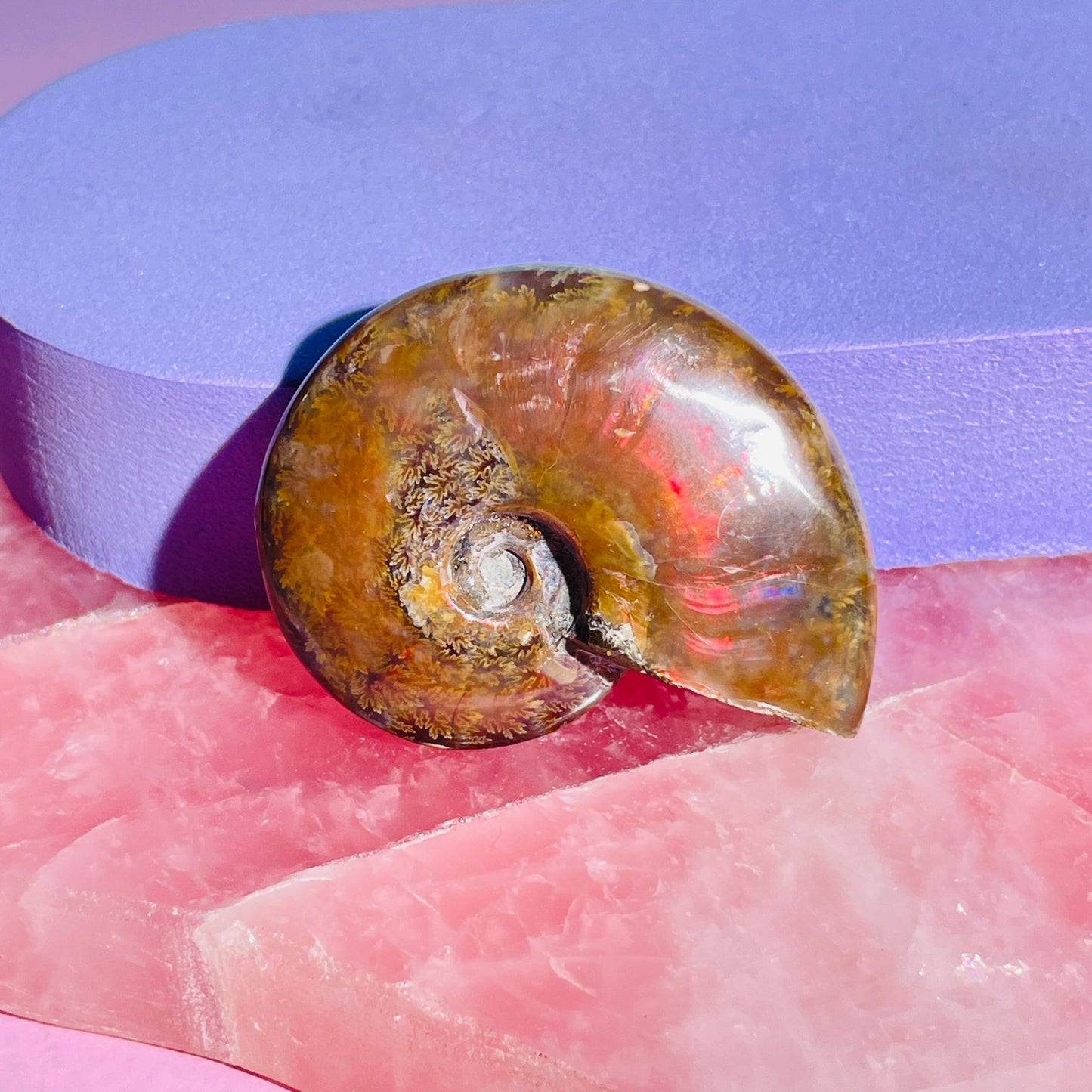 Flashy Ammonite Fossil Shell Small Specimen (Video)