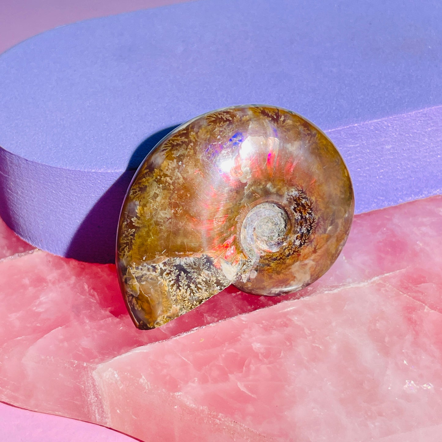 Flashy Ammonite Fossil Shell Small Specimen (Video)