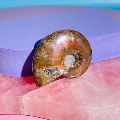 Flashy Ammonite Fossil Shell Small Specimen (Video)