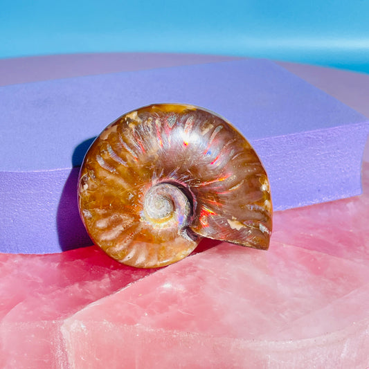 Flashy Ammonite Fossil Shell Small Specimen (Video)