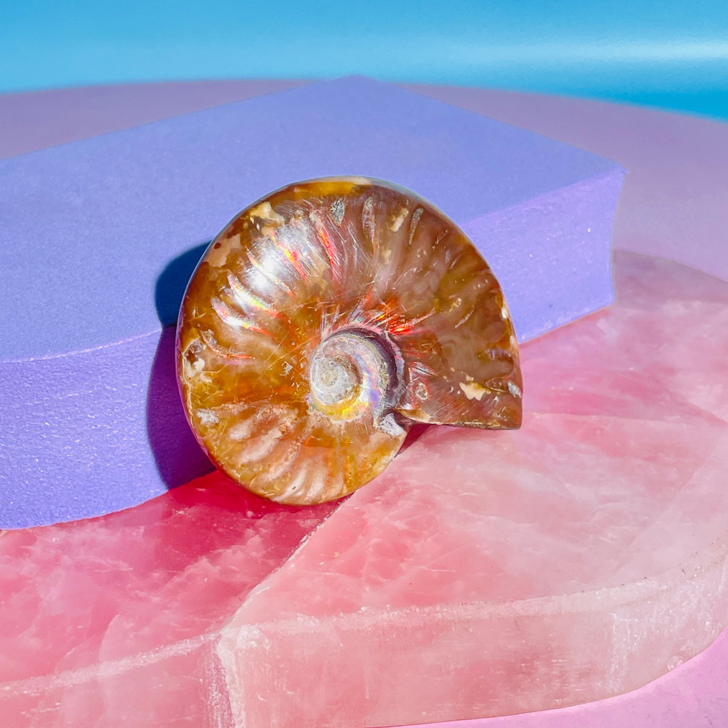 Flashy Ammonite Fossil Shell Small Specimen (Video)