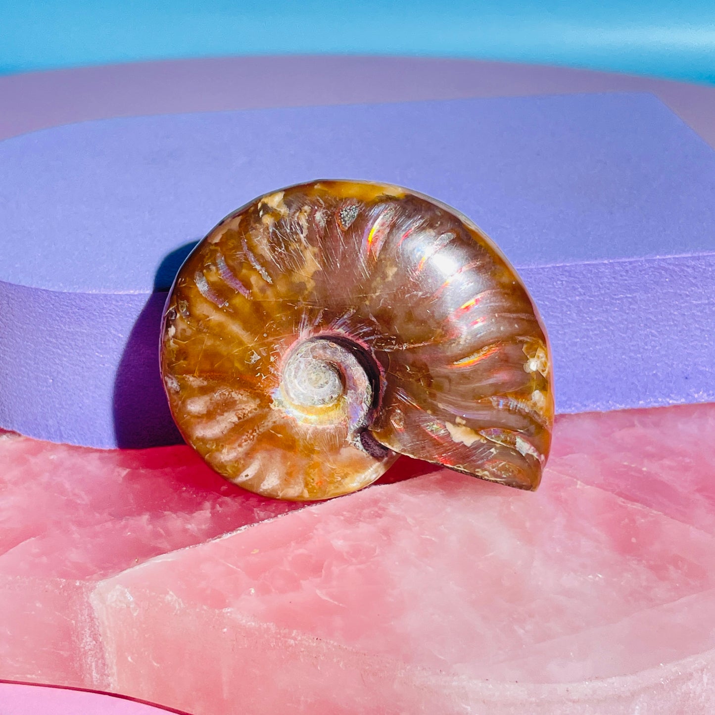 Flashy Ammonite Fossil Shell Small Specimen (Video)