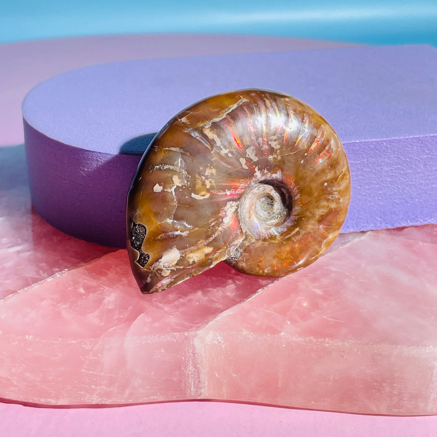 Flashy Ammonite Fossil Shell Small Specimen (Video)