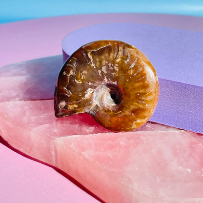 Flashy Ammonite Fossil Shell Small Specimen (Video)