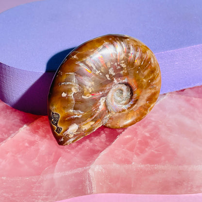 Flashy Ammonite Fossil Shell Small Specimen (Video)