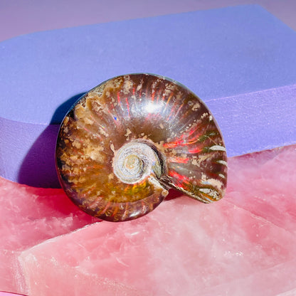 Flashy Ammonite Fossil Shell Small Specimen (Video)