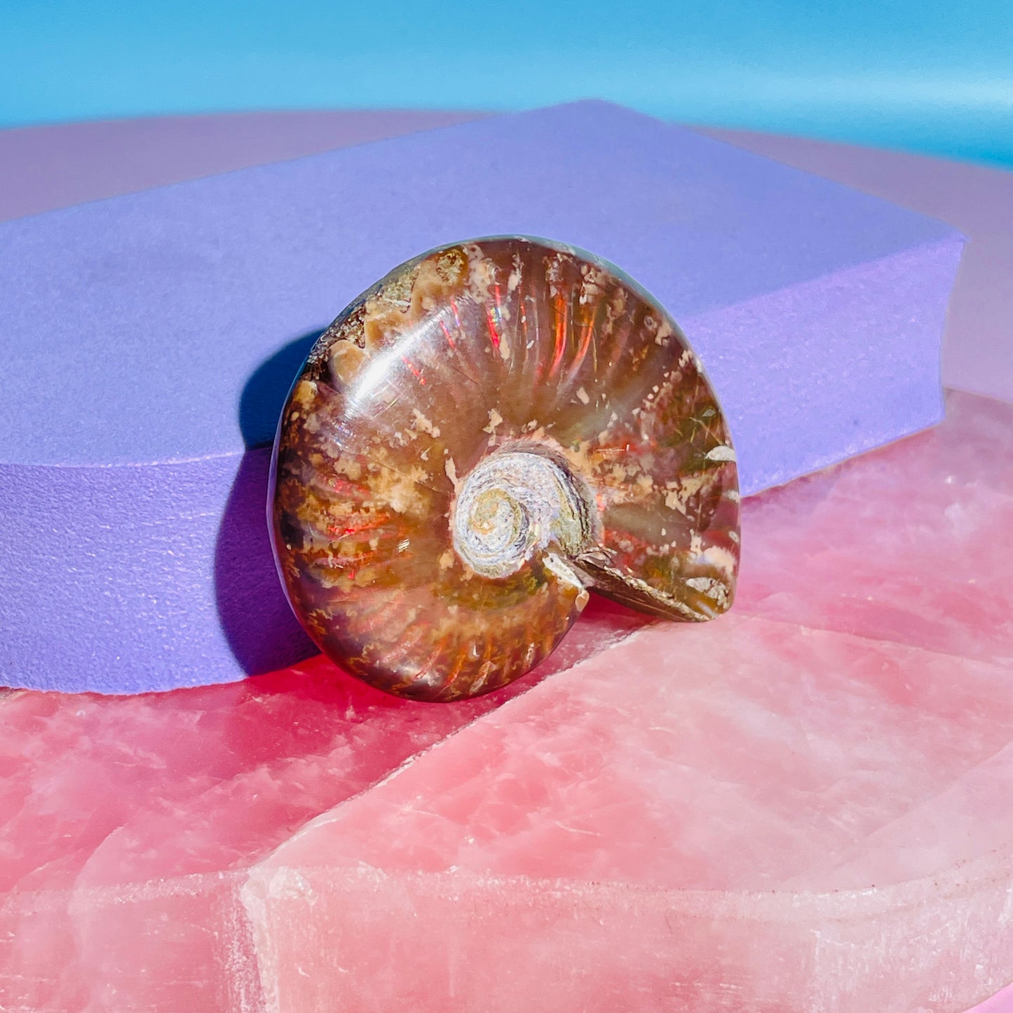 Flashy Ammonite Fossil Shell Small Specimen (Video)