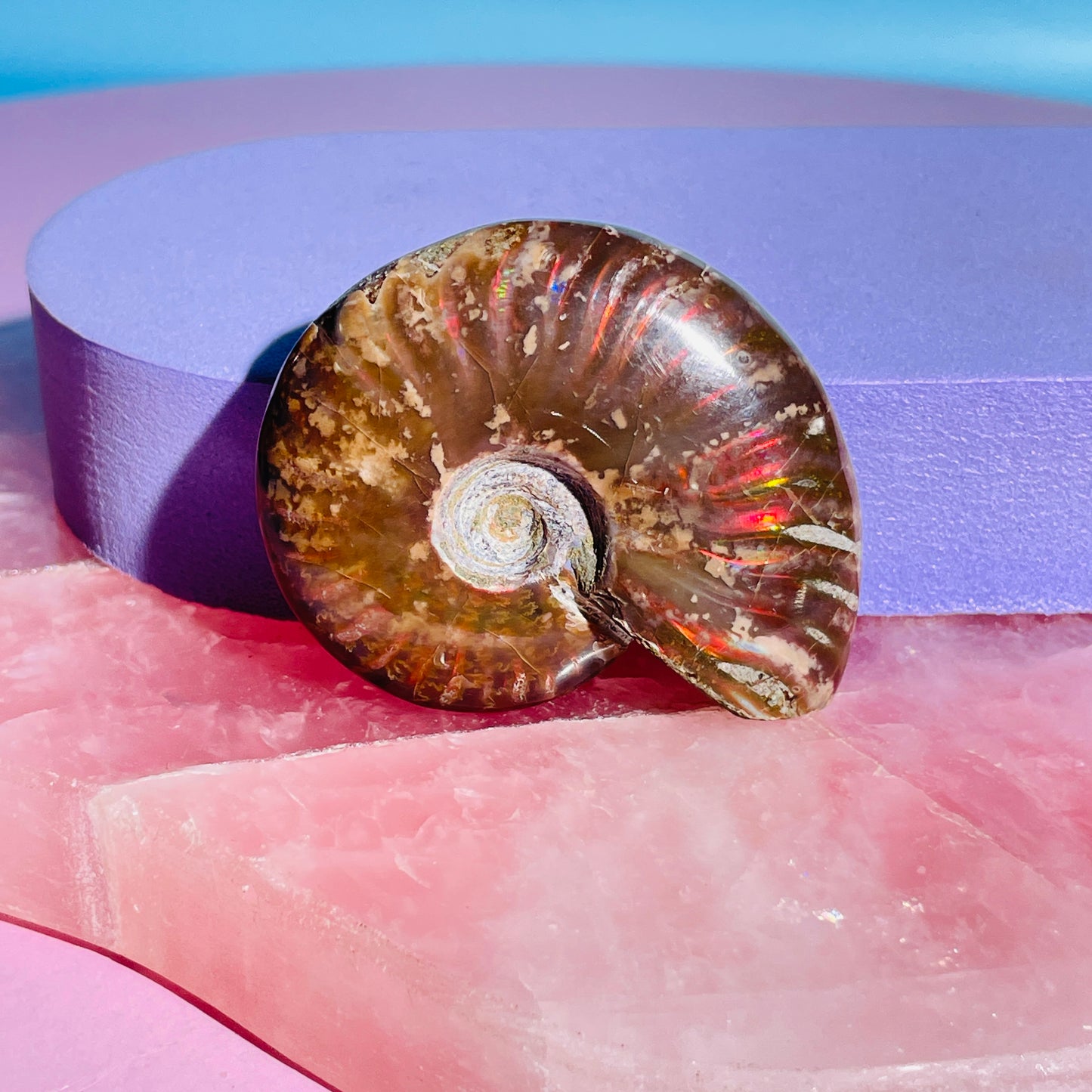 Flashy Ammonite Fossil Shell Small Specimen (Video)