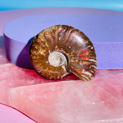 Flashy Ammonite Fossil Shell Small Specimen (Video)