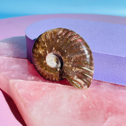 Flashy Ammonite Fossil Shell Small Specimen (Video)