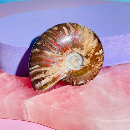 Flashy Ammonite Fossil Shell Small Specimen (Video)