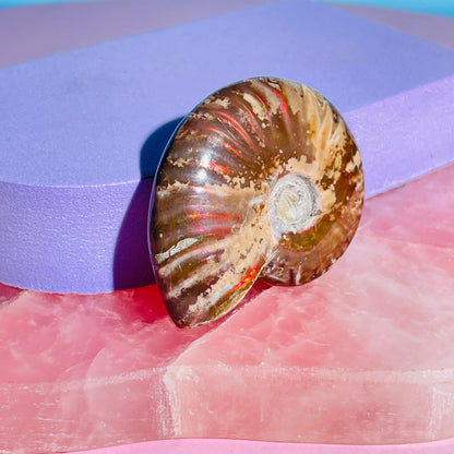 Flashy Ammonite Fossil Shell Small Specimen (Video)