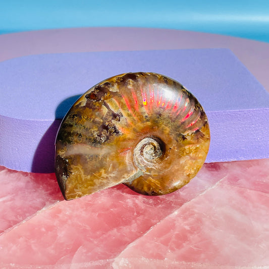 Flashy Ammonite Fossil Shell Small Specimen (Video)